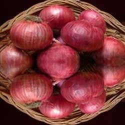 Manufacturers Exporters and Wholesale Suppliers of Red Onions Pune Maharashtra